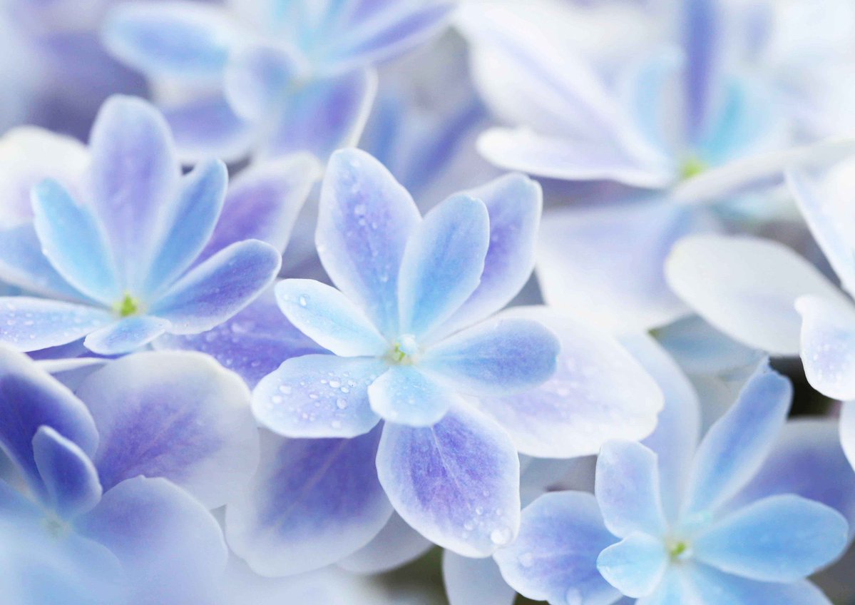 hiroshisj's tweet photo. 清涼感のあるブルーの紫陽花。島根県で作出された「万華鏡」という品種だそうです🙂 https://t.co/kJlF2oJFsk