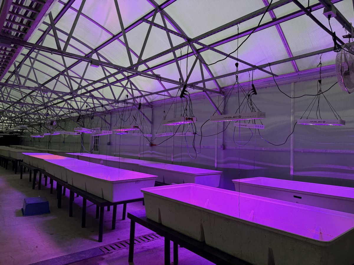Gurjeet_AgSci's tweet photo. #ResearchUpdate2026 ๐บ๐ธ
Crossing program is a back bone of any #breeding program. Last 6 months was quite for #RiceTeam due to #greenhouse renovation, final we started 2026 #rice planting 4 crossing program @bel_agrilife @txresearch @AgriLife
#RiceBreeding #PlantBreeding https://t.co/7XJpv3GZ4i
