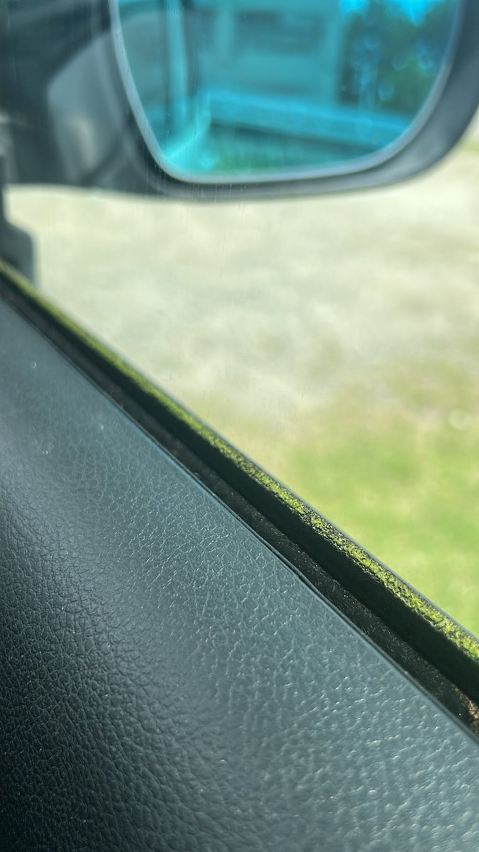 hinkoho's tweet photo. 仕事と仕事の合間の昼休み。午前は大学で仕事、午後は外で仕事。車で移動して車の中で時間調整してて気づいた。

これ、苔…？ https://t.co/rQPDtUphl2
