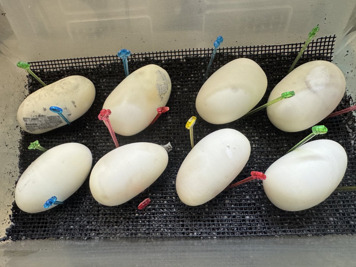 WING_21's tweet photo. 2026WING21
6月4日
GHIレオパードVPIアザン66%poss hetパイ
レオパードは入っているか微妙だけど
8個産卵
4個有精卵…
初産で小さいのに頑張った!
#WING21
#ボールパイソン
#BallPython
#Pythonregius https://t.co/nFshyk4N38