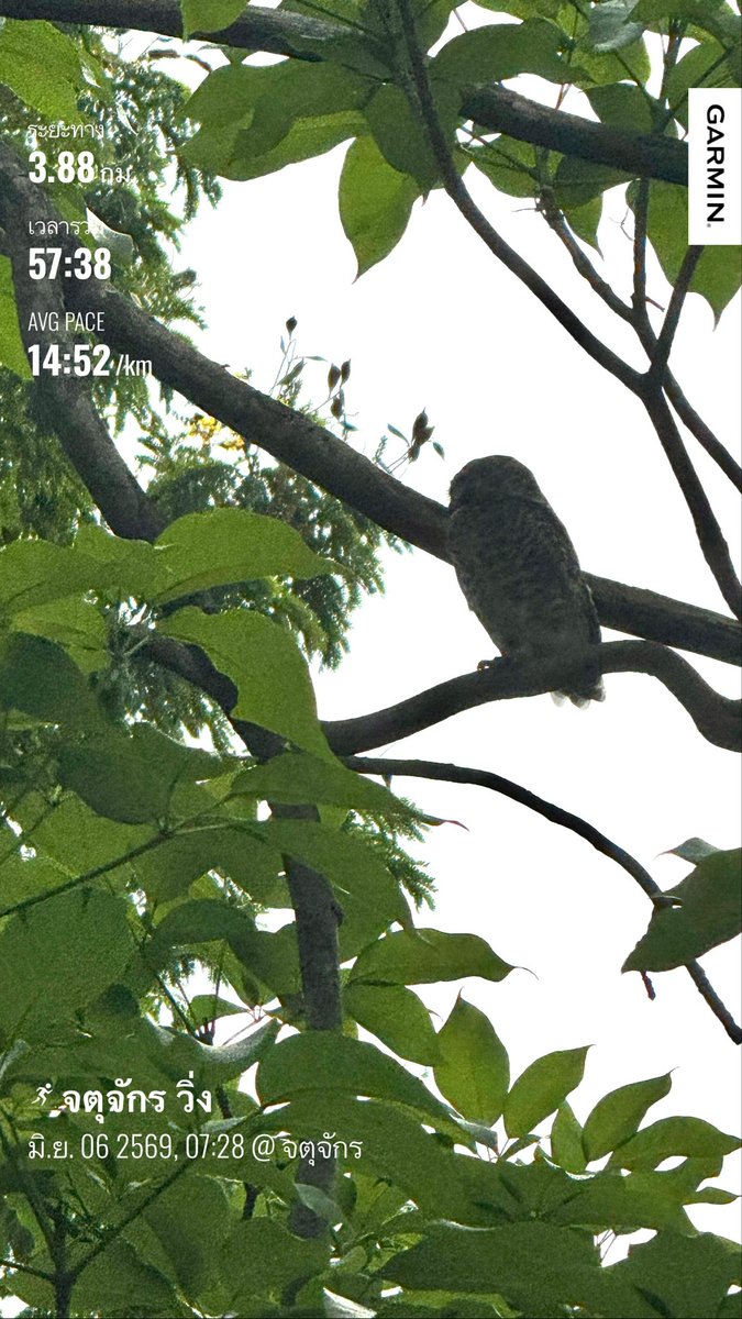 deadeff's tweet photo. “วิ่งตามนก” 😍🦉

#สวนรถไฟ 😍
#วิ่งนะแต่น้อยมาก https://t.co/XUzCKVZLGB