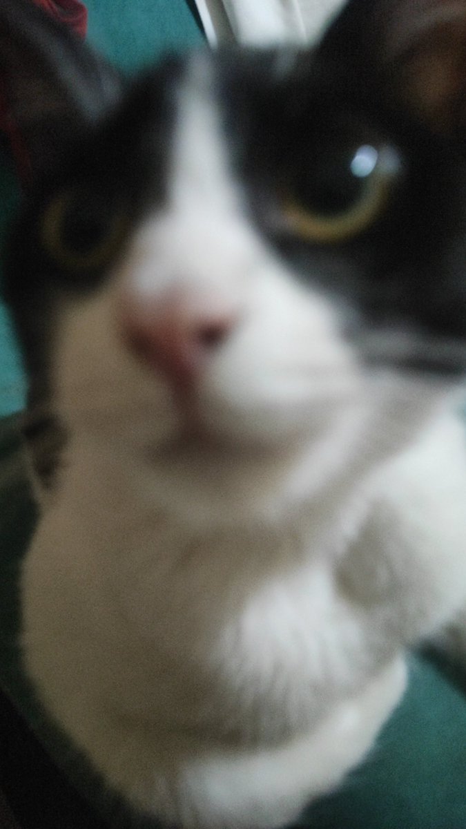 Fer109V's tweet photo. @TYLLER_CHAN17 @Aoro_1701 @ItsBisXD @BobManse33 @tbhammerbro64 @catsmileyy @Rafitaag57 @entred56 @nahnicolee @irlvondra @bobmanse33
@entred56
No puedo mandarles dm, activen la opción o mandamenmelo a mí porfa https://t.co/L0wa5SIFti