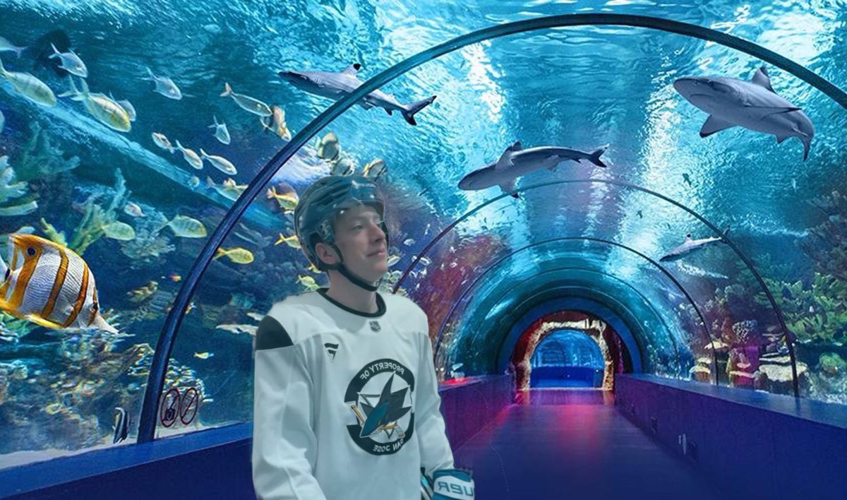 evilcollingraf's tweet photo. day fifty of no sharks hockey so i sent collin graf to the aquarium https://t.co/3gaPMtUDS0
