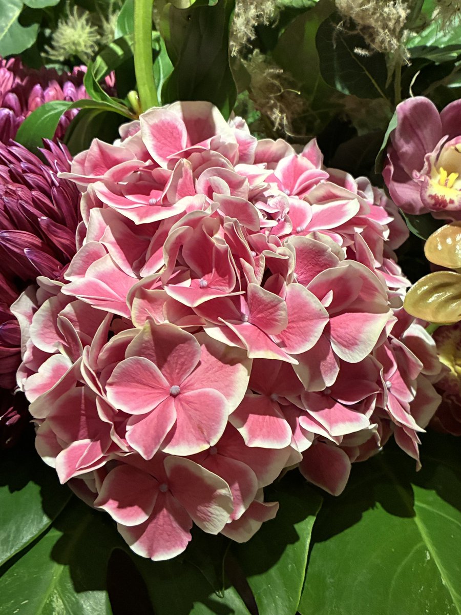 kibako9's tweet photo. 今週のお花は

三つ葉ツツジ、スモークツリー、紫陽花、芍薬、ビオニーマム、デンファレ、シンピジューム、アンスリウム、モンステラ
芍薬開くのが楽しみです！！
　　　by西尾花店さん

6月6日(土曜日)
18時より
kiba、高志、明でお待ちしております。
よろしくお願いいたします！ https://t.co/Wq71GL3tWW