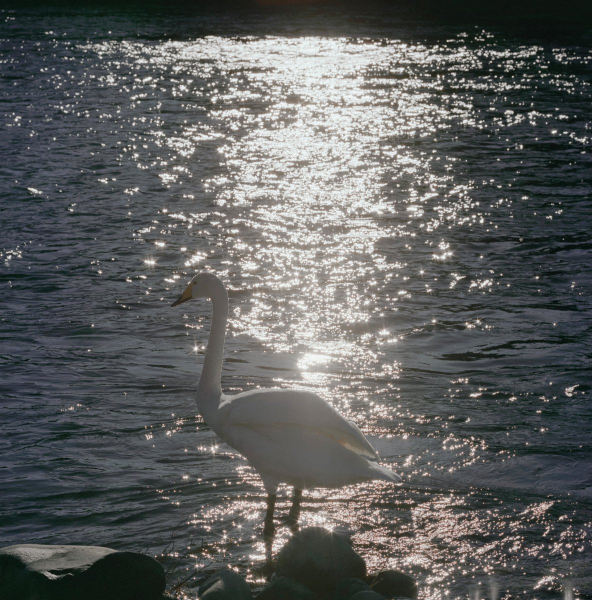 academic_tkc's tweet photo. 白鳥ポートレートⅢ

#中判ウィーク
#ナツラボ https://t.co/Oelw9BG7yP