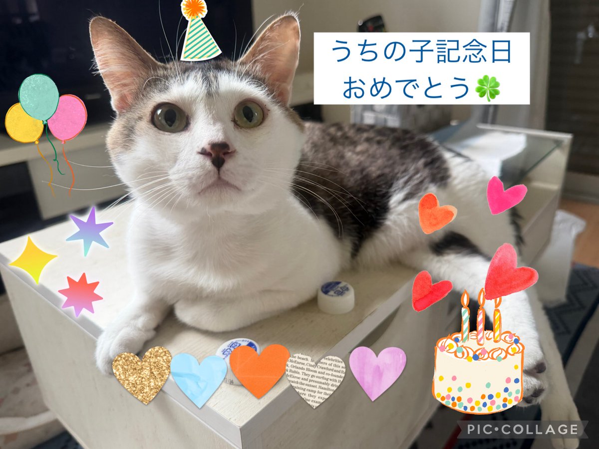 pyonpyonkichi22's tweet photo. ハク😻

6/6 うちの子記念日㊗️🎉🎁🎂✨✨
おめでとう〜💐

育児放棄で偶然知り合いから連絡あって保護してからもう3年経ったにゃ✨
すくすく育ってます😹👍

うちに来てくれてありがとー☺️✨🍀
これからもよろしくお願いいたします☺️😻🙏🏼✨🍀💐💐💐

#キャップアクション https://t.co/Bp7LQ6oSQN