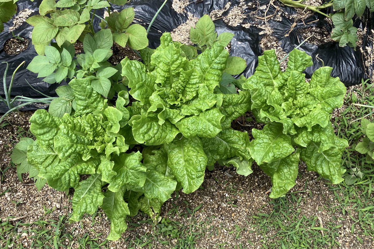 ichigocandycom's tweet photo. サンチュ35枚取りました🥬

少し葉が硬くなり、生食用はもう終わりかな！柔らかい葉っぱだけ取ってきた。

お昼はお家焼肉😆♪ https://t.co/msNIh6QT09