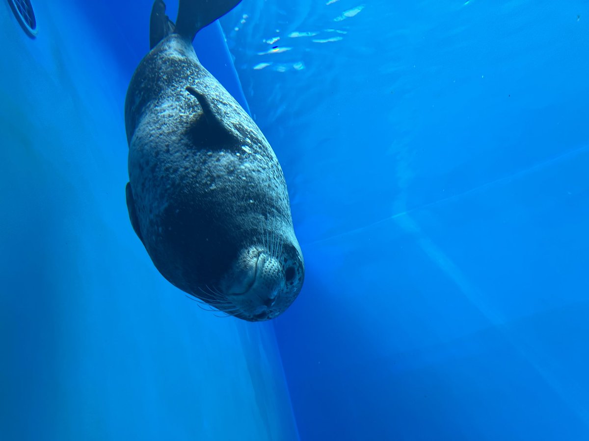 sumaseals's tweet photo. 一気に換毛するとおもってたのに
中途半端で一時停止⏸️
進んでないミーちゃんの換毛😅
元気で可愛いのでよい☺️
#ゴマフアザラシ　#スマシー https://t.co/x2gwv15zuy