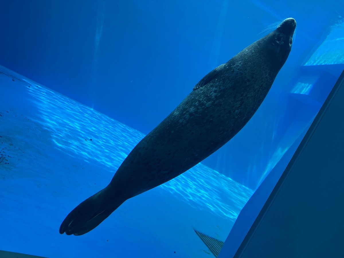 sumaseals's tweet photo. 一気に換毛するとおもってたのに
中途半端で一時停止⏸️
進んでないミーちゃんの換毛😅
元気で可愛いのでよい☺️
#ゴマフアザラシ　#スマシー https://t.co/x2gwv15zuy