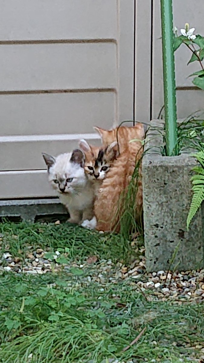 kasegikun's tweet photo. @nekokamasu 過去に保護したシャム系ムギワラ母猫から、茶トラ・三毛猫・シャムキジ・黒キジトラ・ムギワラが生まれてました。
きっと旦那さんが複数いたのでしょうねえ。
(子猫ごと保護したら次の妊娠をしていたので、子猫は合計11匹…)
ちなみに茶トラにメスもいました。僅かに白い部分はありましたが。 https://t.co/j6MLwPefo1