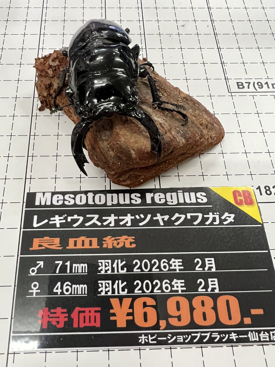 blackey_hs's tweet photo. レギウスが入荷！
是非、店頭でご確認下さい良血統ですよ！

#ホビーショップブラッキー仙台
#レギウスオオ��ヤクワガタ https://t.co/M6a5wMYSie