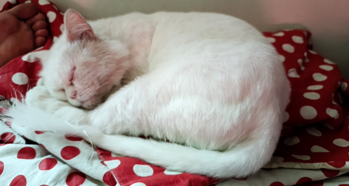 RMRao97's tweet photo. If anyone reading this tweet from airport society Rawalpindi please look for a white male Persian cat shaved neutered without any collar please respond here i have lost my cat yesterday i feel I'm dead please help 😭 #rawalpindi #airport #islamabad https://t.co/LhXuCllydK
