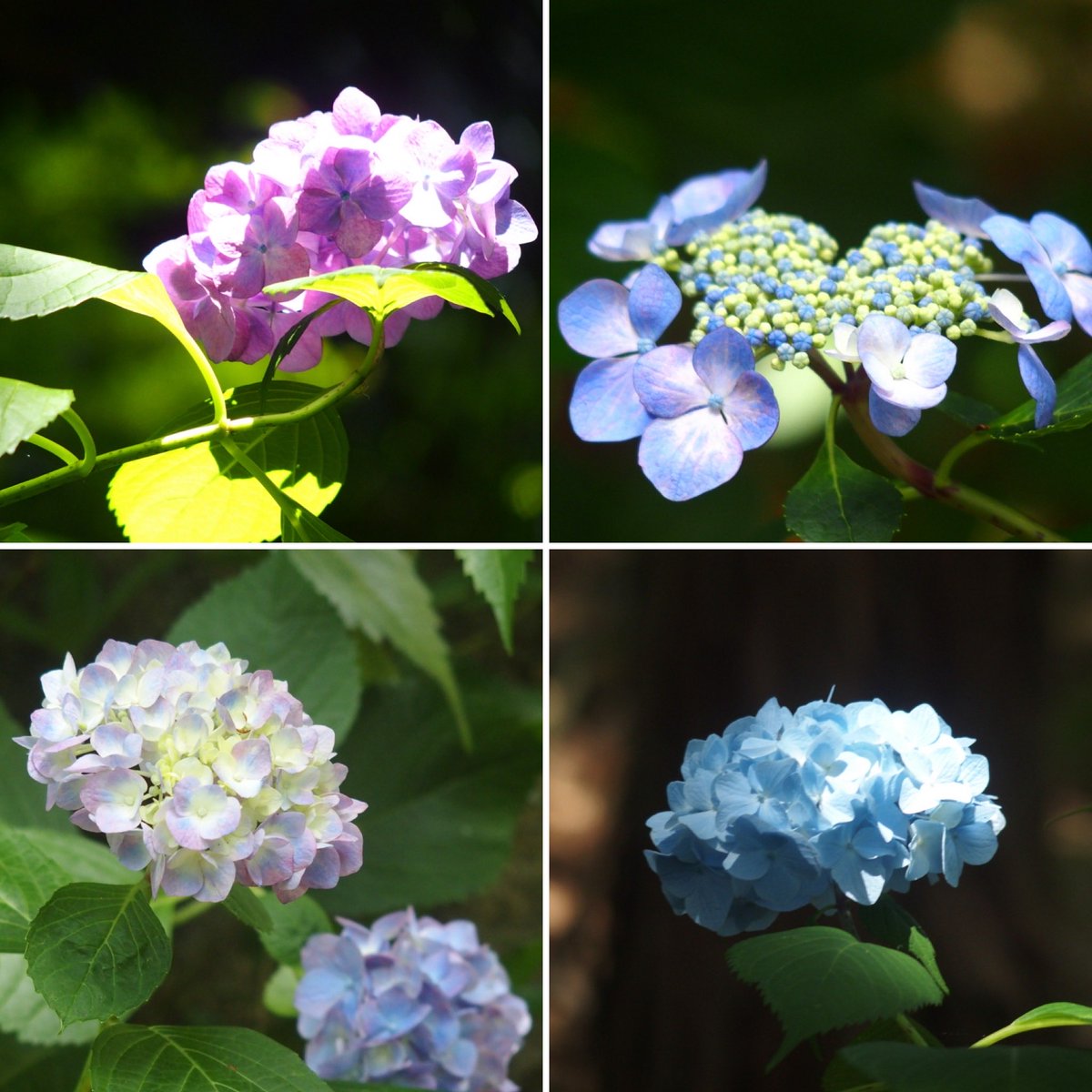 nijibuta's tweet photo. 久米寺　紫陽花園
見頃を迎えています https://t.co/RqTaeCl7jP