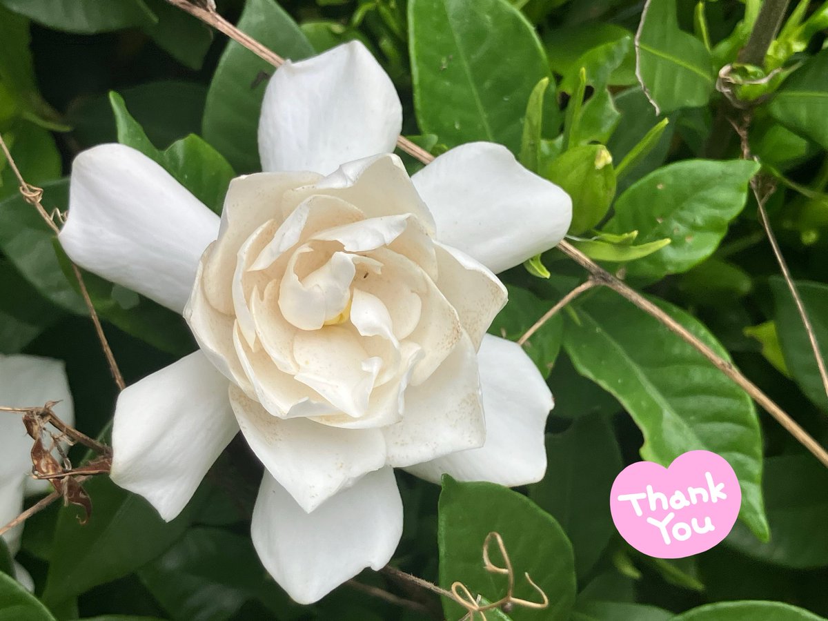 momo10326510's tweet photo. いつも沢山の優しさを.本当に有難う御座います🌸
お家の庭の紫陽花2種類とクチナシの花が咲き始めました🌸
酷夏に厳冬に耐え.花を咲かせる季節の花々に凄く感動します😭
お花のように優しく強く🌸
人に優しく自分にも優しく🌸
関わって下さっている全ての方々に.感謝の気持ちを忘れずに💪頑張ります💪 https://t.co/Zsl21N4OG2