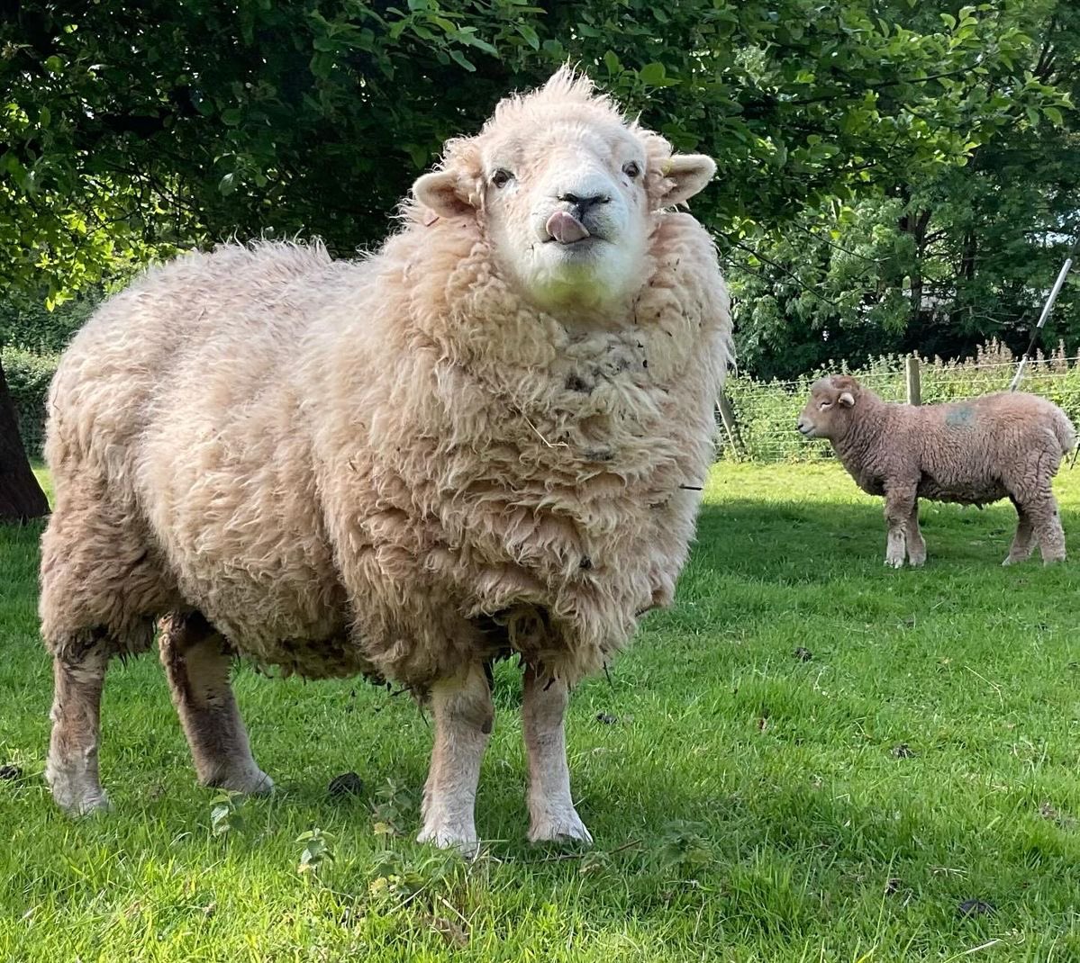 thefarmersheep's tweet photo. what a day in my  life looks like https://t.co/QTozRCernI