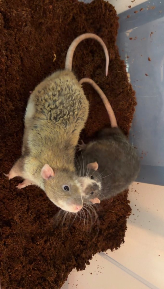 Teyquerizi's tweet photo. They didn't like the substrate. :( 

These boys are cute and honestly so chill compared to my girls. But I love seeing my girls be wild. These were not raised by me so I get them being timid. 😮‍💨 I want to get a pair of baby boys but idk how these two will feel. 🥴 https://t.co/jB39PUymyW