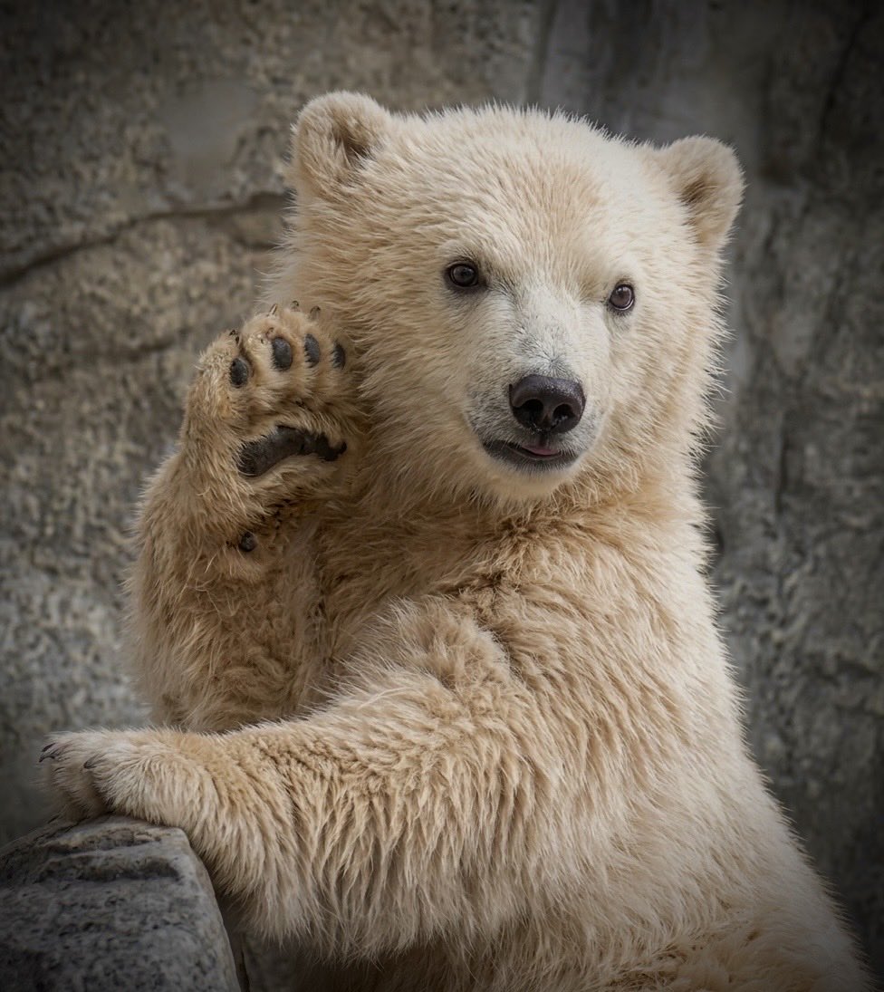 denari0529's tweet photo. 可愛いのかたまり😊

モモ太｜男鹿水族館GAO

#ホッキョクグマ
#polarbear https://t.co/zIaoMYWheL