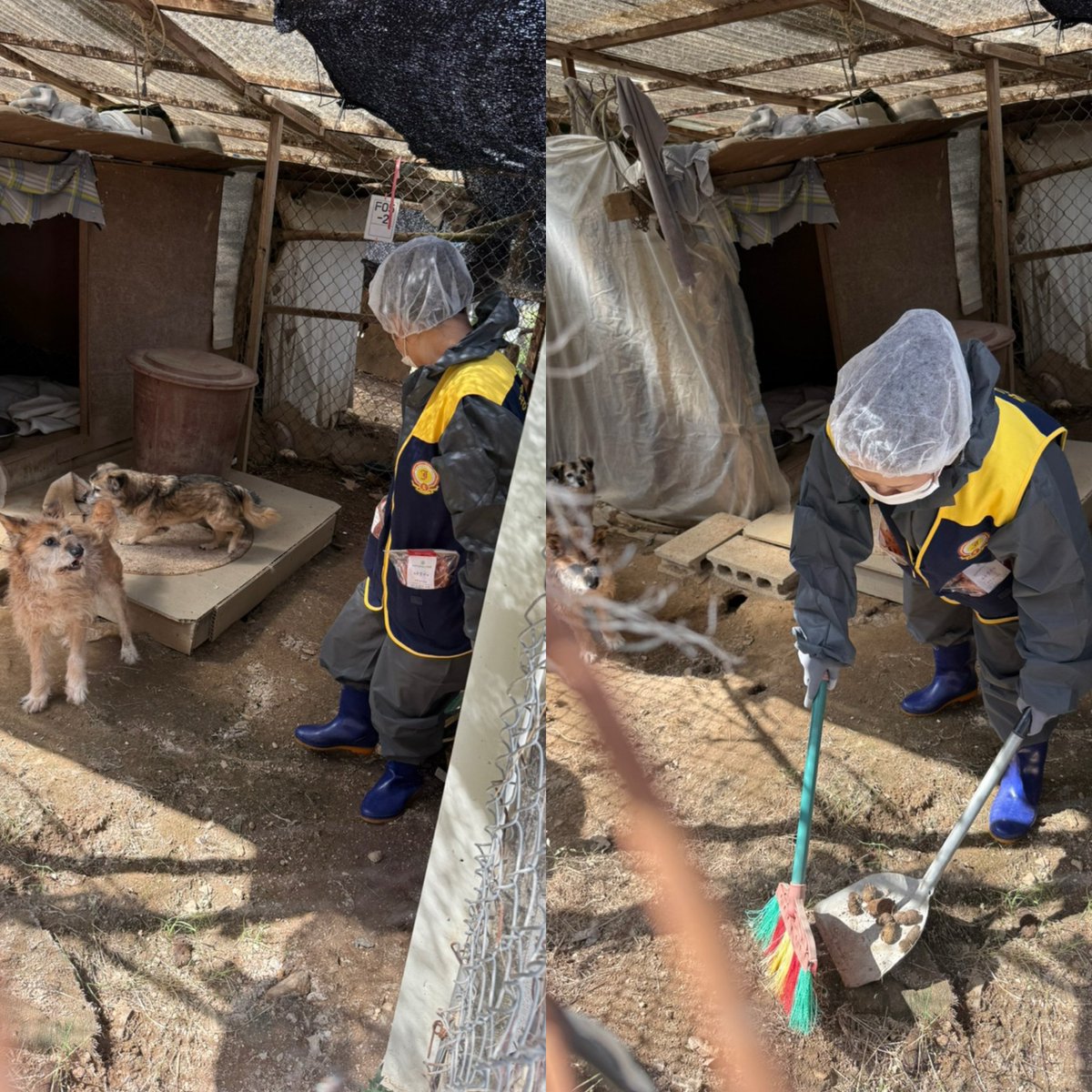 crij0804's tweet photo. [🍀2026년 6월 애신동산 봉사 보고 및 단체 기부 안내]

오늘 애신동산 봉사활동에 함께해 주신 장어님들께 감사드립니다.

앞으로도 나눔과 사랑을 함께 이어가겠습니다.💚

🐾단체기부🎁
★Mr.JKS Japan★
천연닭가슴살 소프트스틱(180g) - 24개

♥단체 장어님들 감사합니다♥ https://t.co/u7iBPrMIN4