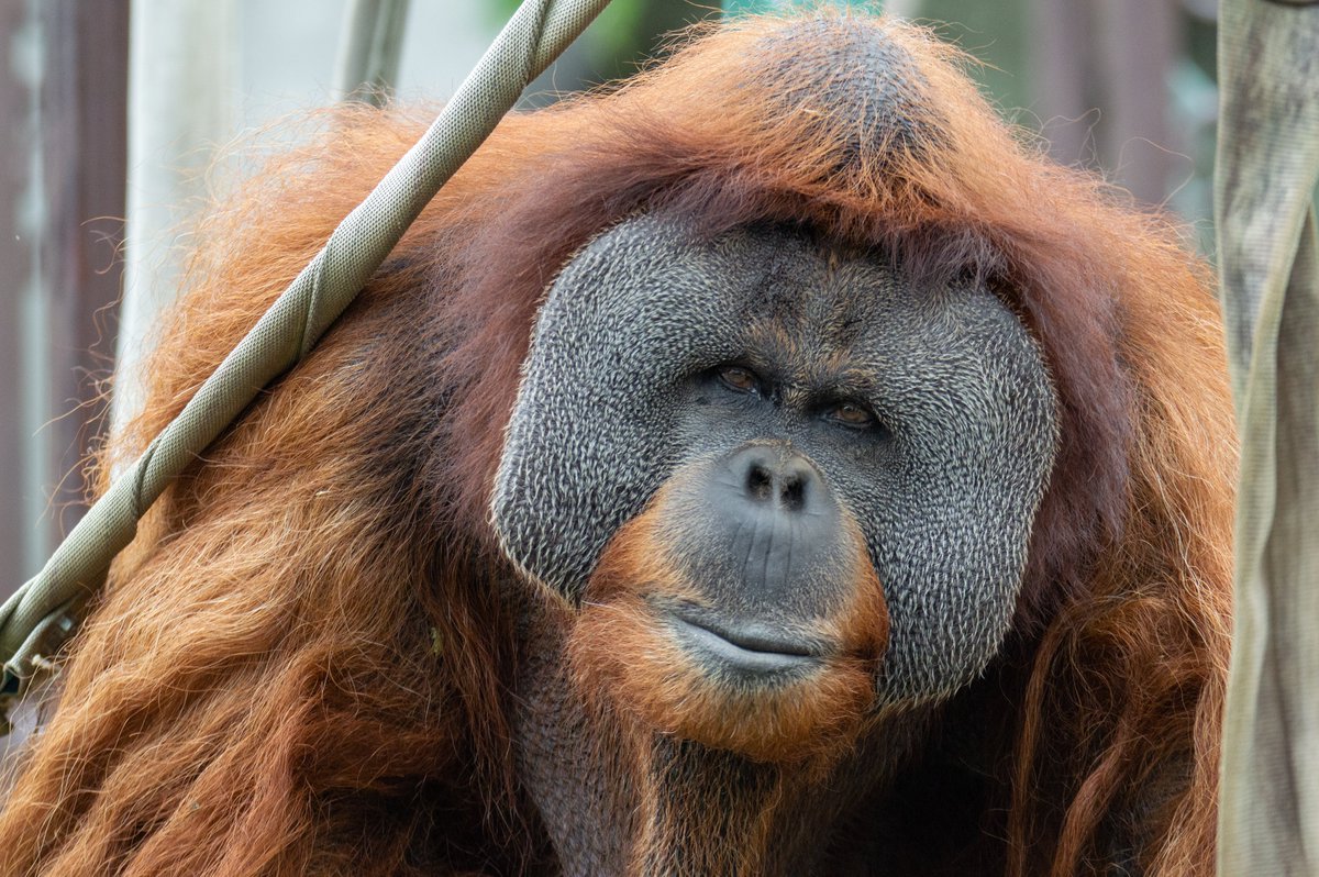 chimplyfred's tweet photo. Sentient square 

#イーバン #市川市動植物園 #orangutan https://t.co/jnh82yX2Bw