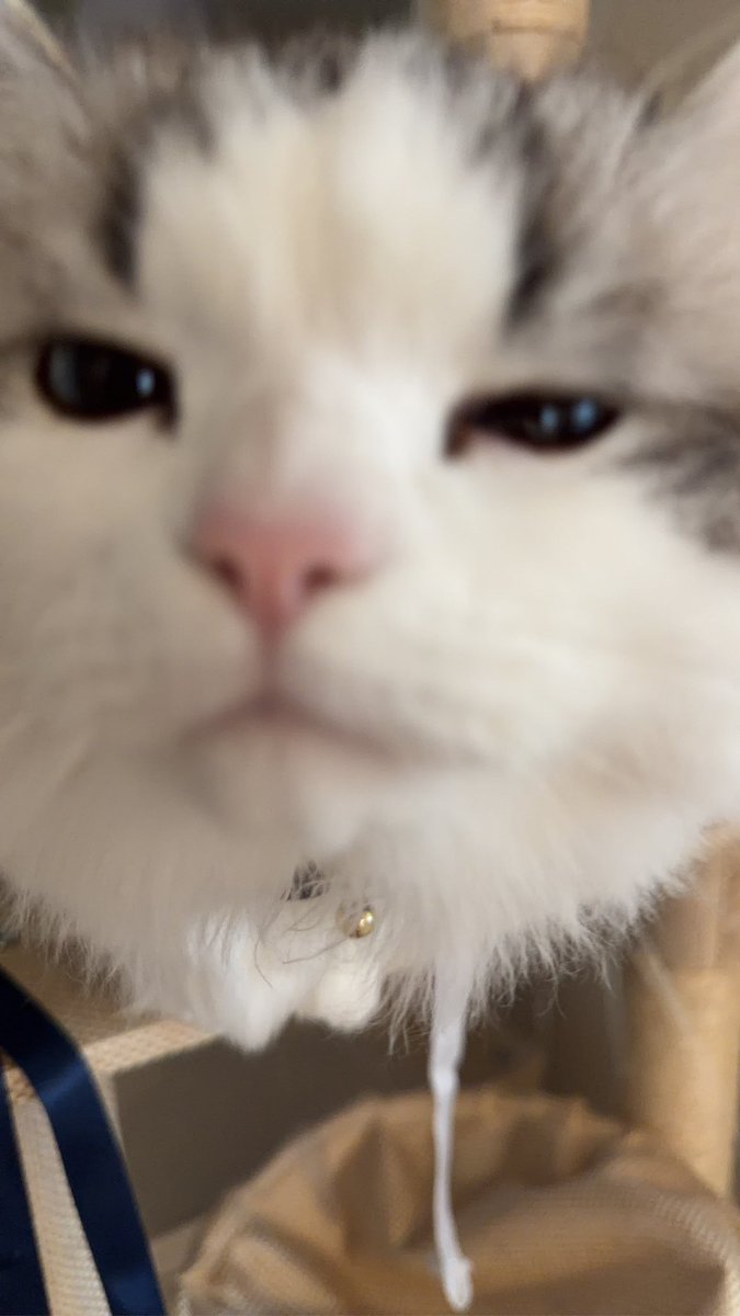 raxjravi's tweet photo. かわいー https://t.co/Zj7OnCBqCP