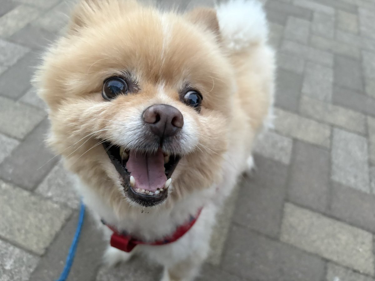 JakeMFF's tweet photo. こんばんは(*^ω^*)
クゥ🐶と散歩中🐕🚶‍♂️🌃
今日もよろしくお願いします( • ̀ω ⁃᷄)✧🌺
#愛犬 #散歩 #犬のいる幸せ #犬のいる暮らし #JakeMFF #ポメラニアン https://t.co/wd2q3FPE89
