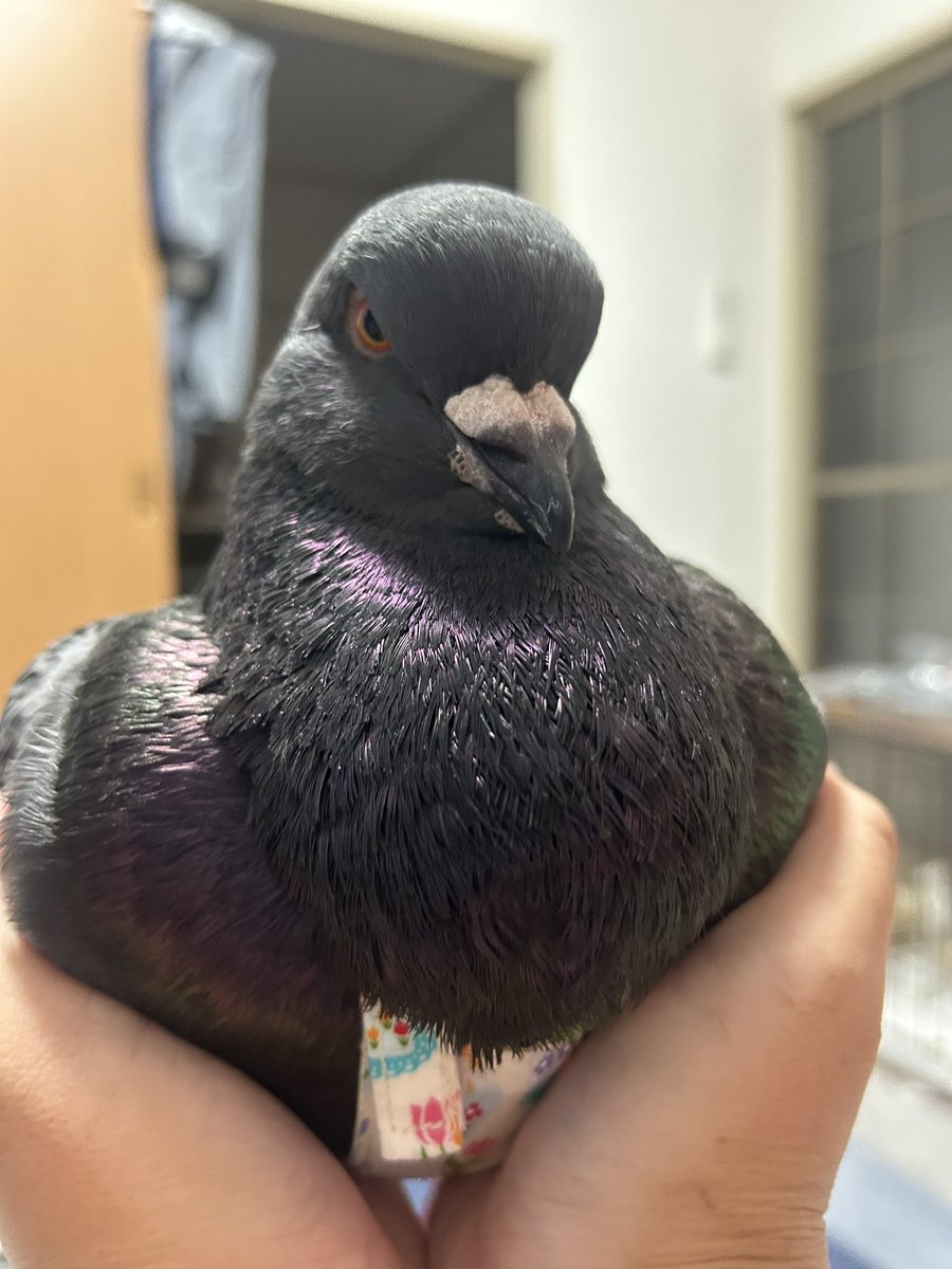 King_PoPPo_'s tweet photo. みて！かわいい！
旦那がいたので撮影協力してもらいました

そして相変わらずの部屋干し https://t.co/1rc4HSJSGT