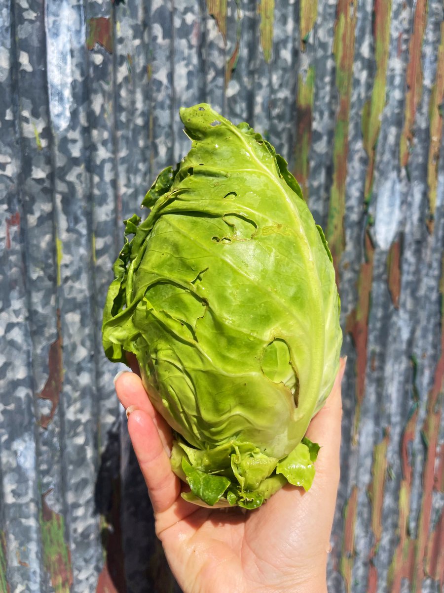 CapobiaNB's tweet photo. Cabbage, let’s give it a taste https://t.co/st99kN7cxP