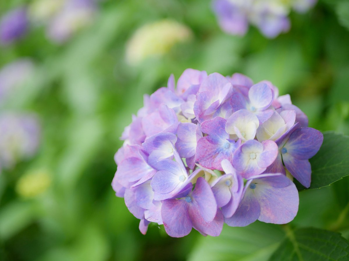 7tk_NY's tweet photo. 夏服の芝生広場公演！！
涼しげひらひらふわふわだいすき〜🎶
お名刺ももらえて大満足の1日でした🫶🏻

 #明治村  #明治偉人隊  #須磨子様美しい  #梅子さんキュート  #瑞先生麗しい https://t.co/KD9x1oj6jH