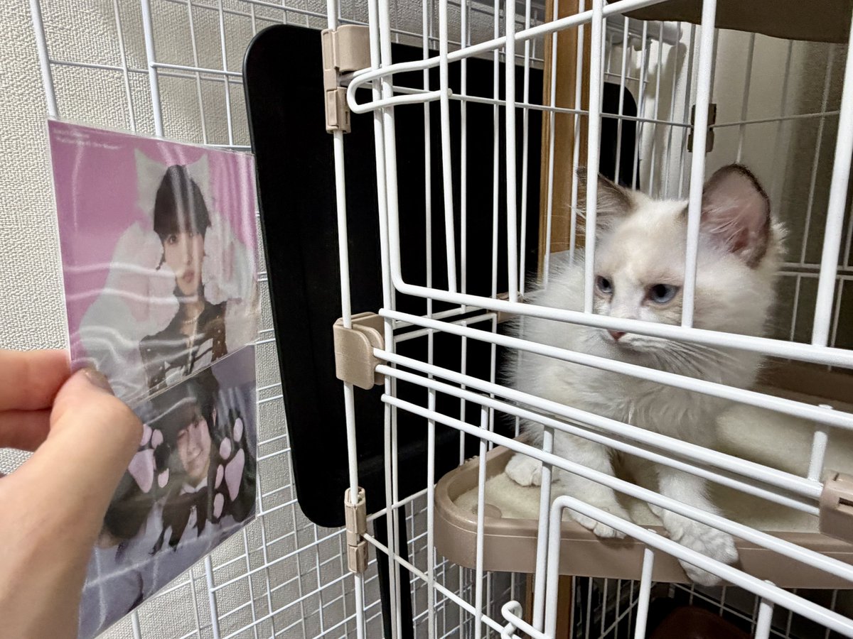 cowbell_inst's tweet photo. なんか我が家に子猫がやってきたので、可愛い猫ちゃんを見せてみた🌸
#坂倉花 #39Color https://t.co/0zVuVW4RmT