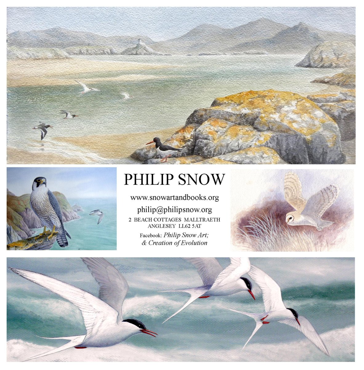 philipsnowart's tweet photo. Just a few paintings of birds [+!] here and there....New painting of Barn Owl, Goauche on green pastel paper; 'New' Golden Eagle painting with background by AI!; A Banner design; and Now For Something Completely Different - my 1980s college painting of Jimi Hendrix! https://t.co/baM5XendcB