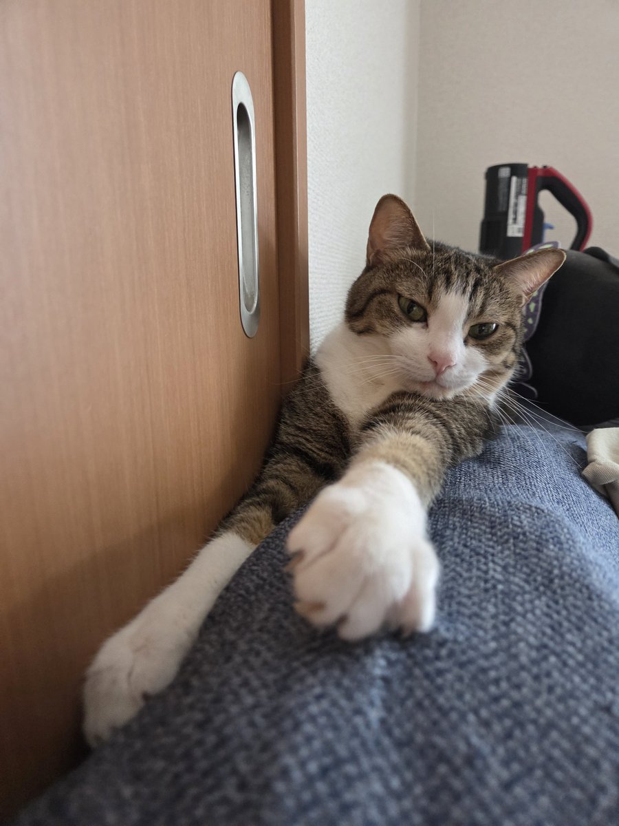 Rinderon_'s tweet photo. 今日の猫 https://t.co/dKAmNY0FBJ