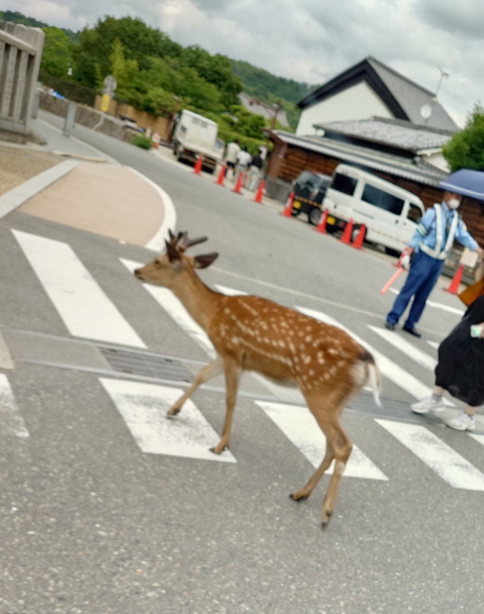 warm1005's tweet photo. 横断歩道あるきやー。 https://t.co/w3fhwvFbUa