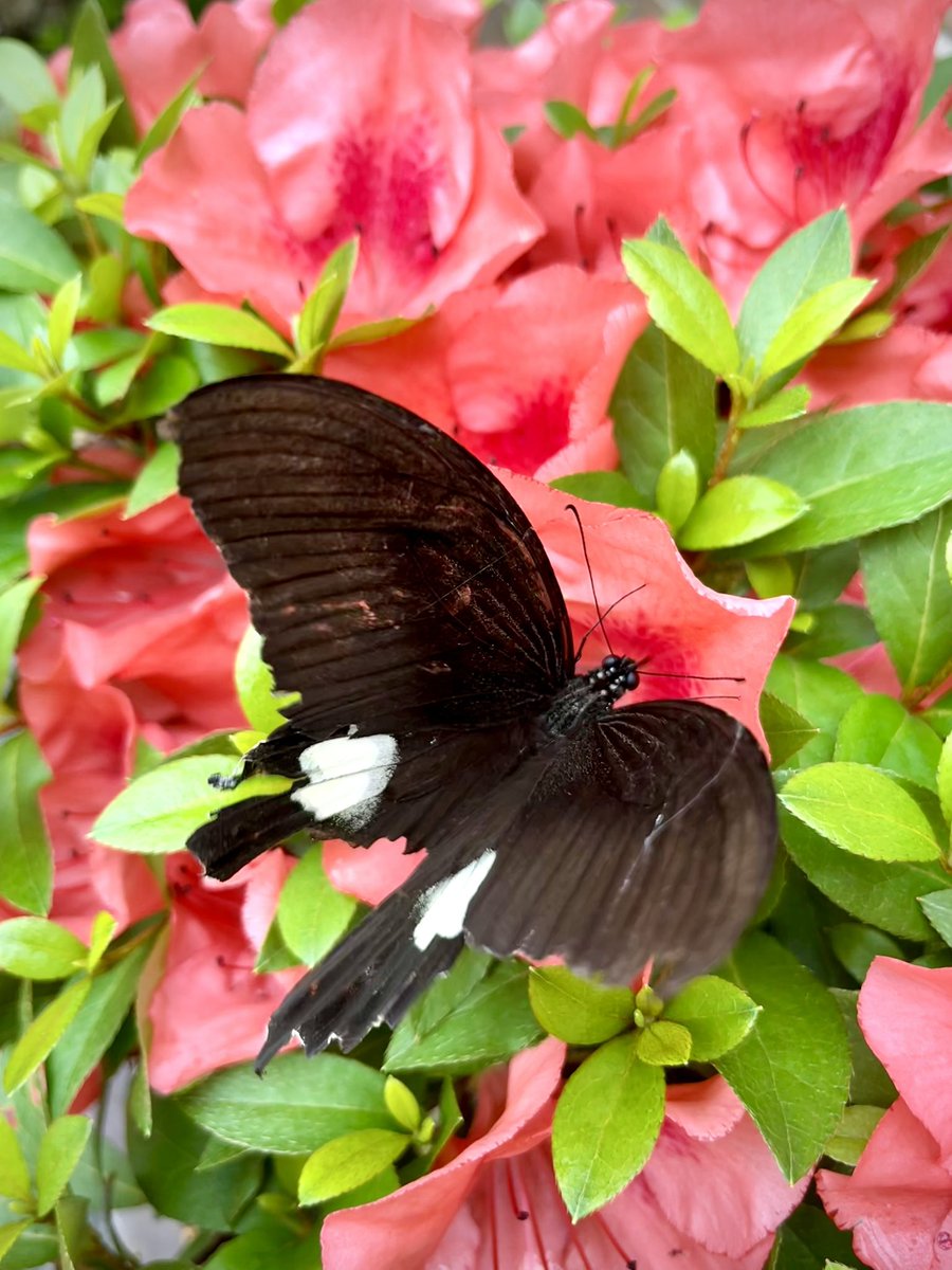 nobuspe's tweet photo. 今日の仕事終了♪
岡山市は曇り☁️
これから帰ります。

帰路しあわせの🦋蝶見つけました٩(๑❛ᴗ❛๑)۶
みなさんにもお裾分けを🎶 https://t.co/Cn9Rn3nDww