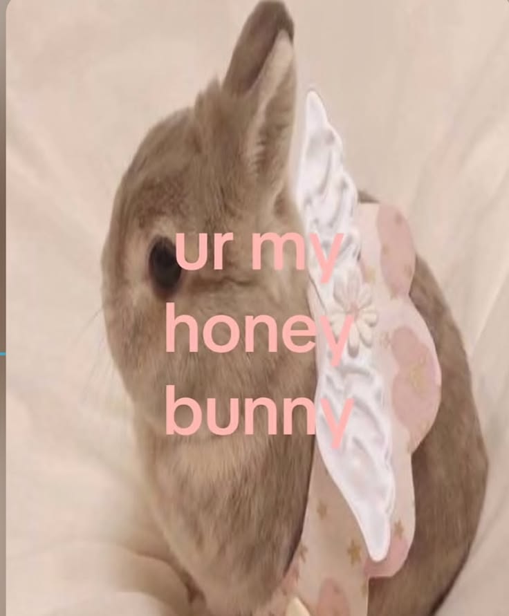 animalpopular9's tweet photo. Ur my honey bunny! https://t.co/kUqTMKJftL