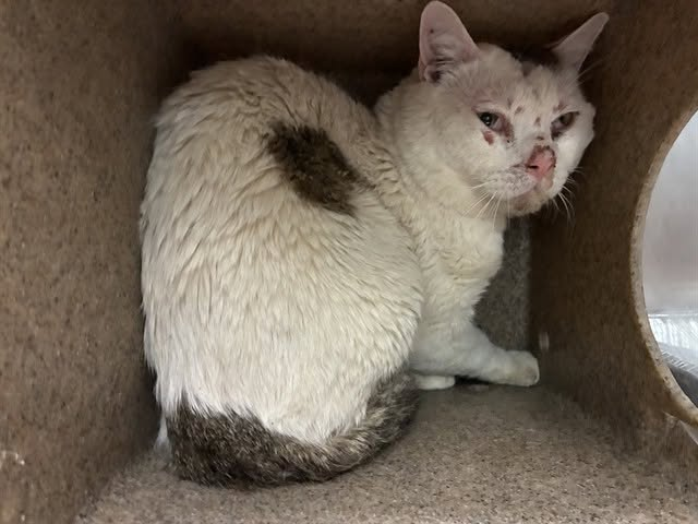 lordi1960's tweet photo. https://t.co/IDY08tVZp1
❤️PATRICC -- ID# A845038

Temperament: FRIENDLY - MEDICAL WAIVER

I am a male white and gray tabby Domestic Shorthair.

The shelter staff think I am about 4 years old.

I have been at the shelter since June 04, 2026.

I will be available for adoption or rescue on June 09, 2026.

I am currently at Devore Shelter in San Bernardino County, California.

If you would like to go down to the shelter to adopt this cat yourself,
please visit or call:

Devore Animal Shelter
19777 Shelter Way
Devore, CA 92407
Voice: (909) 386-9820 - press 2