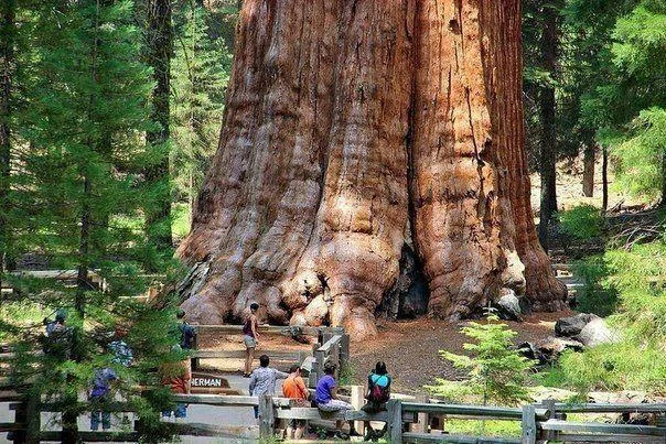 Rainmaker1973's tweet photo. General Sherman: the largest tree on Earth. 

Its volume is 1,487 m³, and it's 2,000 years old https://t.co/S2yDDrKABU