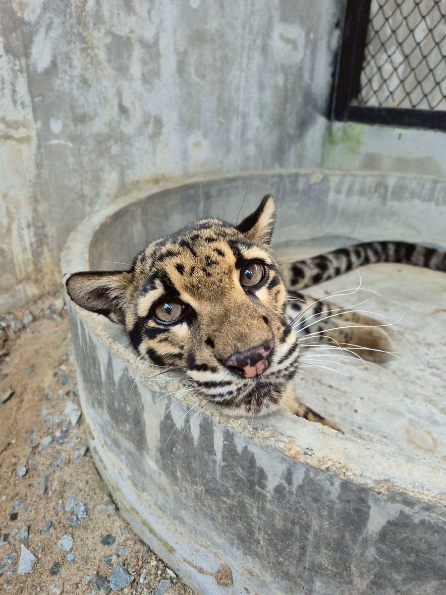 Kompressor54's tweet photo. @washghost1 One chill clouded leopard $LEOYAN helping the world https://t.co/FgoEefcNNi
