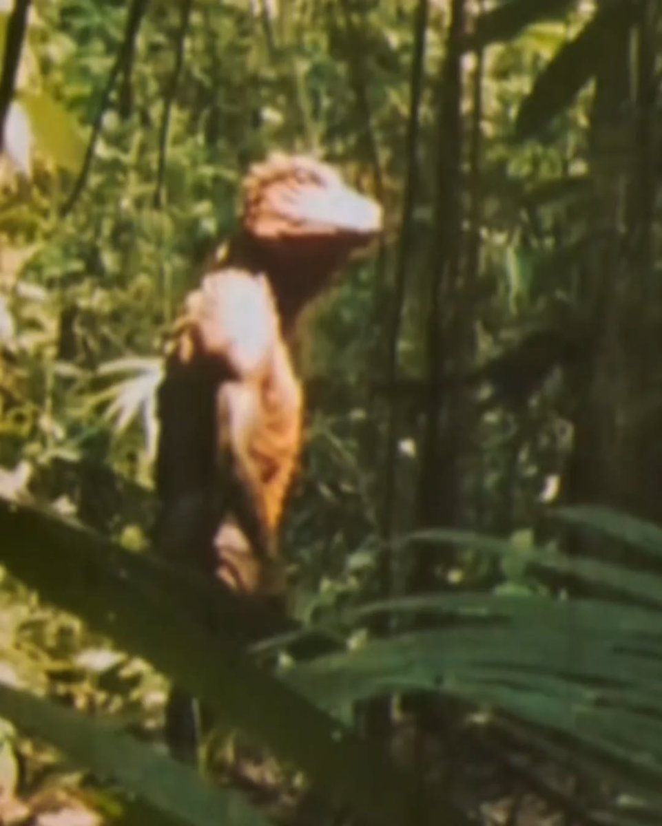 maniaUFO's tweet photo. Deep within the Amazon Rainforest, stories persist of an upright, reptilian humanoid known among river tribes as the JacarΓ©-Homem, meaning βAlligator Man.βπ§π€ππππππππ
Described as standing over seven feet tall, with scaled skin, glowing eyes, and a long, muscular tail, this mysterious being is said to walk like a human while possessing the strength and instincts of a predator. Hunters and fishermen claim to have seen it watching silently from riverbanks or emerging from flooded forests at dusk, moving between water and land as if it belonged to both worlds.