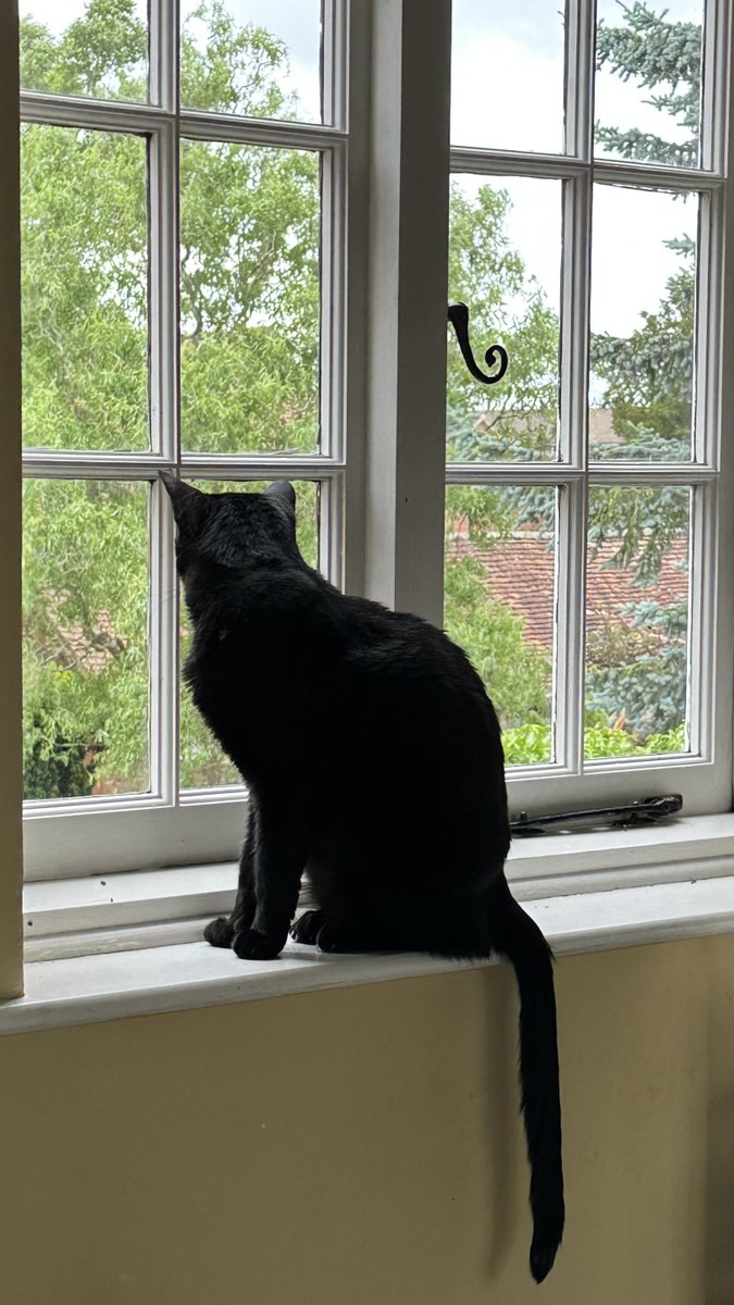 RolfatWarwick's tweet photo. Rolf report 6 June: This is the only window in my house from where I can see Dr Claudia’s house - her kitchen window, to be precise. You’ll usually find me here first thing in the day, saying good morning to her from afar. (And there’s that monkey tail ironmongery again.) Rolf x https://t.co/ggwBGN0dNm
