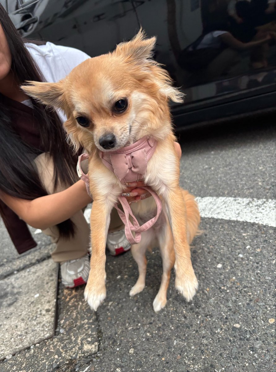 kshrakk's tweet photo. かわい子ちゃんと遊ばせてもらえて幸せ癒しMAX🐶デカいのも好きやけど小さいのも可愛いな～ https://t.co/LwkrgUWAHc