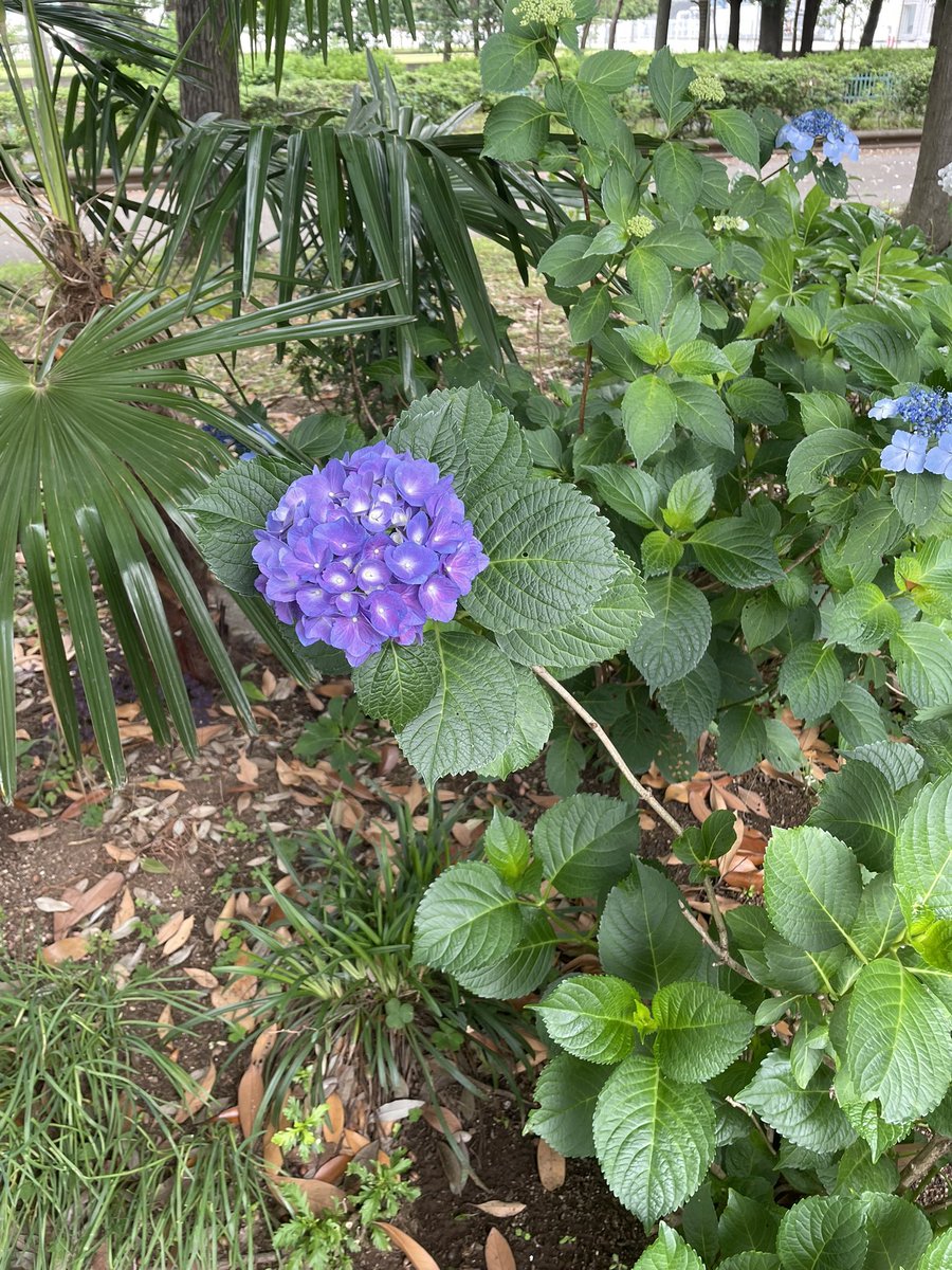 hiro13jojo's tweet photo. 紫陽花は、アルカリ性の土壌に咲く青い花が好きです https://t.co/3dJTEPMW6d