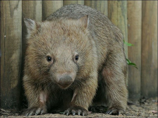 Jt0qS6's tweet photo. @nikutaberuru レッサーパンダで問題ないし、時代はウォンバットだぞ。（異論は認める）

動物園に人が来なくて鬱になってナデナデで回復するやつが可愛くないわけがない。 https://t.co/ZWIBXJsR4J