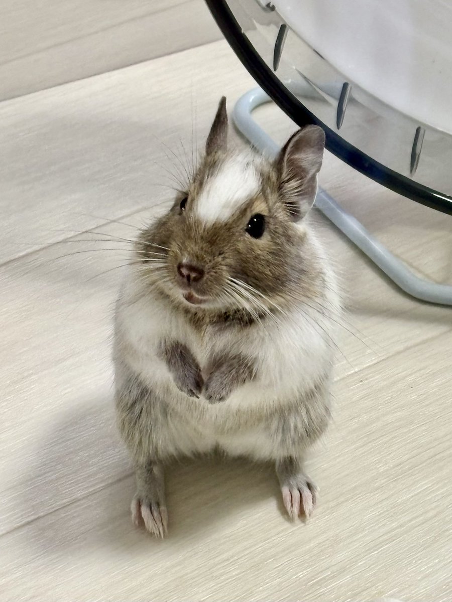 degus_pone's tweet photo. おすましさんポーズ📸

シルバニアファミリーの商品開発の皆様へ📮
どうかデグーをファミリーの仲間にしていただけないでしょうか…
デグーさんのフォルムもお耳の形もすごくシルバニアに合うと思います…
発売されたら即買いします！ご検討よろしくお願いします🙏🙏🙏

#シルバニアファミリー #デグー https://t.co/lWZQwXt2X5