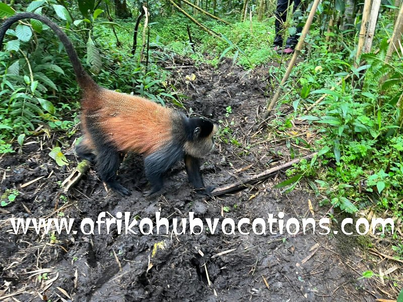 GodfreyKahinga's tweet photo. GORILLA 🦍 TRACKING @AHV ONCE IN A LIFETIME EXPERIENCE https://t.co/8dPfvo8lKO @BedBathBeyond @Covalent_HQ @KalshiEPL @ZoeTheBall @QM_Financial @BNI @hupzy_agent @hupo332 @kunyannn @KemenPU @TheAntonDuBeke @Puja_Sweet11 @HubPointless @wphillips49 @JapaneseBaobao @anakIMTelkom @X https://t.co/n26eXa7ZKU