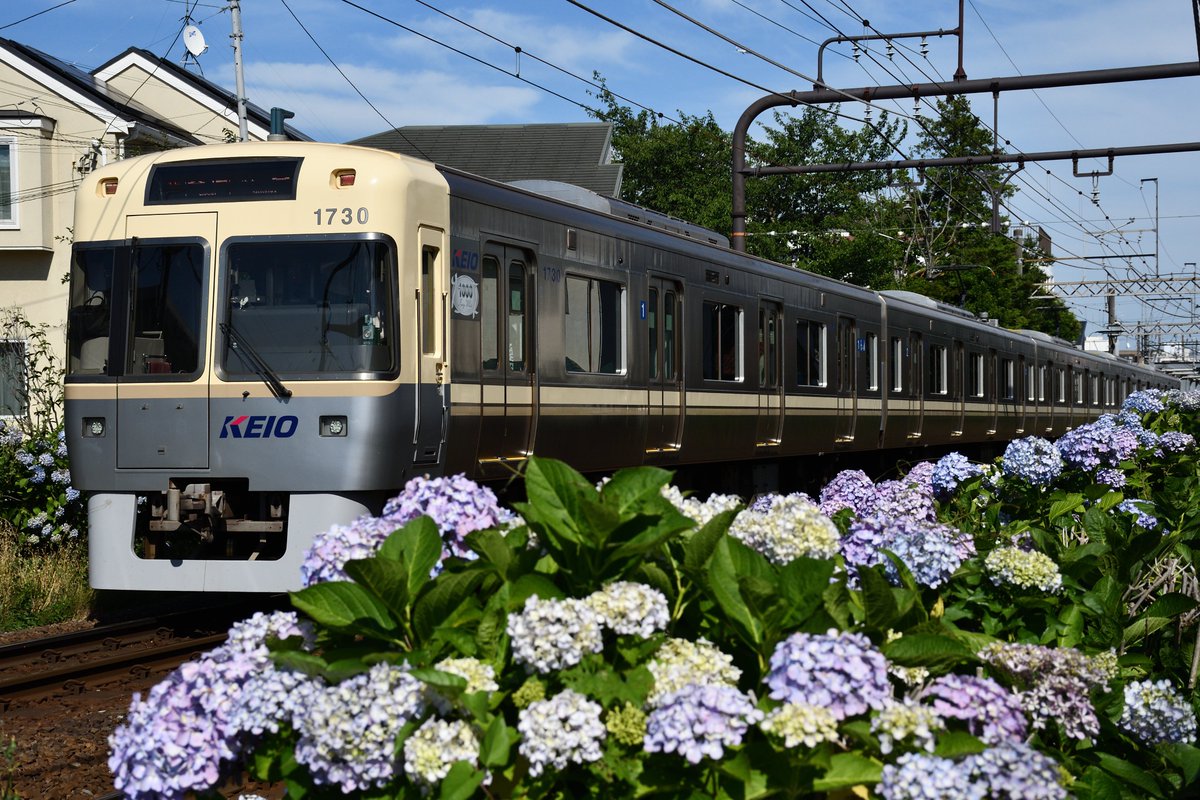 train6000's tweet photo. 紫陽花を見られる井の頭線と海を見られる井の頭線(?) https://t.co/UhRPlqhjbg