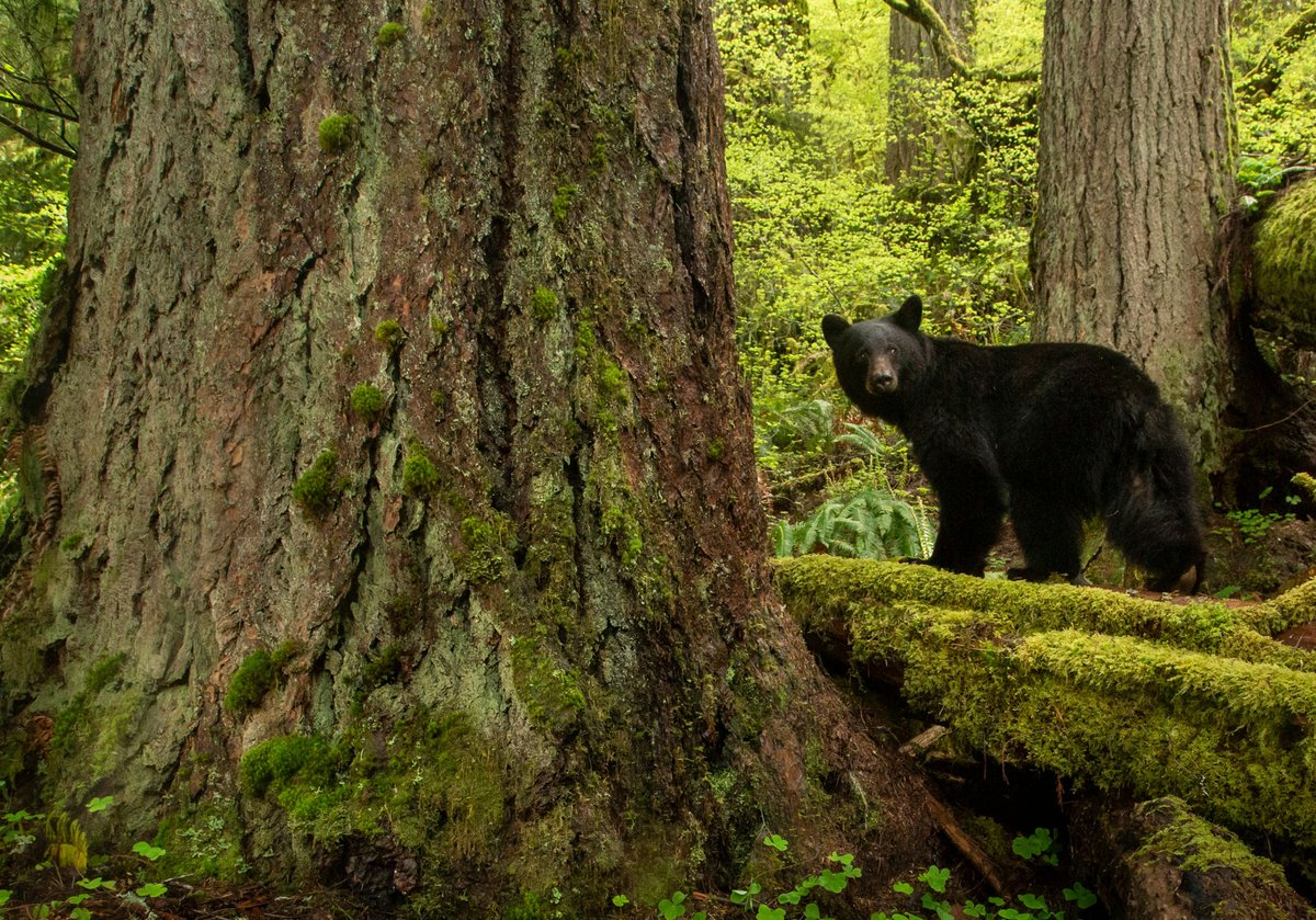kerner_maire's tweet photo. National  Black Bear Day🐻ฅ՞•ﻌ•՞ฅ🐾⚫️🐻

National Black Bear Day, observed annually on June 6, is dedicated to raising awareness about black bears, their habitats, and the importance of wildlife conservation. The day celebrates one of North America’s most recognizable and adaptable mammals while encouraging people to learn about bear behavior, environmental stewardship, and responsible coexistence with wildlife.

Black bears have long captured human fascination because of their intelligence, strength, adaptability, and ecological importance. Despite their widespread presence in forests, mountains, wetlands, and other habitats, many misconceptions about black bears continue to exist. National Black Bear Day provides an opportunity to replace myths with facts and promote greater understanding of these remarkable animals.

The observance also highlights the challenges black bears face, including habitat loss, human-wildlife conflicts, and environmental changes. Through education and conservation efforts, National Black Bear Day helps foster appreciation and protection for black bear populations.