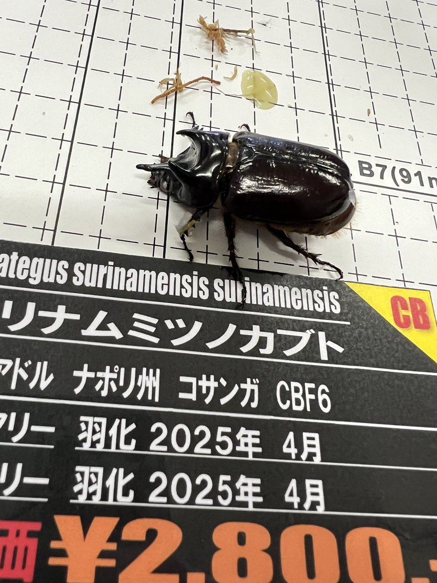 blackey_hs's tweet photo. スリナムミツノカブトが入荷！
ちっちゃくて可愛いヤツです！
後食してます！
3ペア限定特価販売😌

#ホビーショップブラッキー仙台 https://t.co/pqA6XJ6uwu