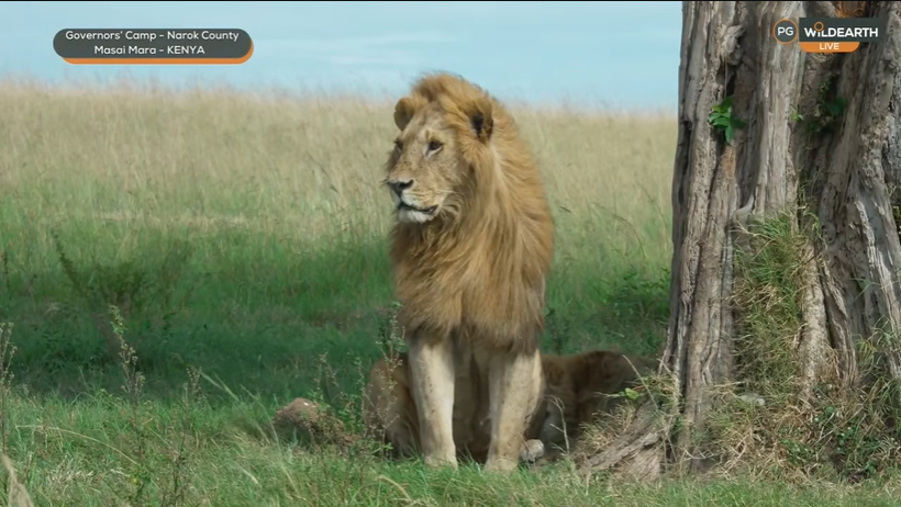 vokstar's tweet photo. Because I'm worth it #wildearth https://t.co/i6d4B0Cd7I