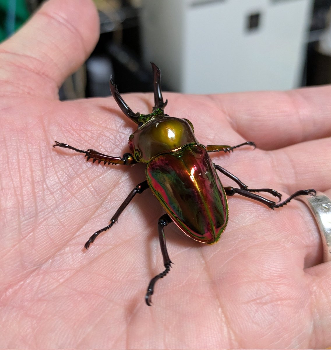 07Yo_kun's tweet photo. ニジイロ　クワガタ
レッドピカール
産卵セット割り出しました
これで産卵セットは 終わりにします。🙂
レッドピカールは 合計幼虫が 40匹ぐらい採れたので
終わりにします。😃
種親はめっちゃ綺麗なので
幼虫採れて良かった。😁 https://t.co/qOXKaY8cB7