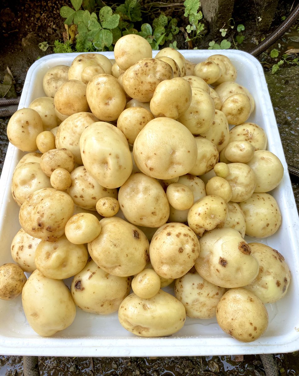 0087ao's tweet photo. たくさん採れた、良かった！🥔 https://t.co/aVrBWIlVsb